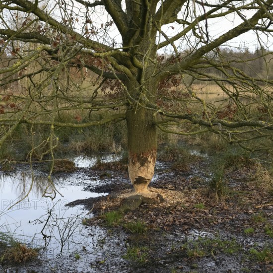Gnawed oak... Beaver (Castor fiber), gnawing marks, gnawing marks of a beaver on an oak, tree gnawed by a beaver, typical hourglass shape, tree felling of a beaver, Rhineland, Cologne Bay, North Rhine-Westphalia, Nature in Germany