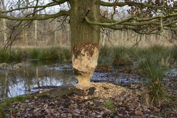 Feeding traces... Beaver (Castor fiber), tree (oak) gnawed by the beaver, typical hourglass shape, the beaver is spreading widely in Germany, wildlife, North Rhine-Westphalia, Germany, Europe, Rhineland, Cologne Bay, Cologne administrative district, North Rhine-Westphalia, Germany