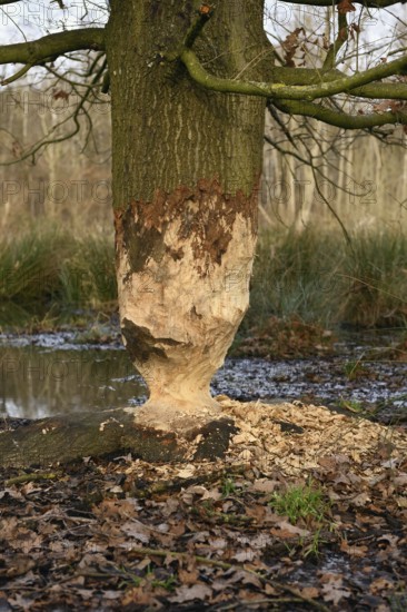 The beaver was there... Nibbled oak (Fagus sylvatica) at the edge of a body of water, gnaw marks of a beaver on a large, sturdy tree, typical hourglass, egg timer, shape due to double-cone-shaped gnawing of the trunk, Cologne Bay, administrative district of Cologne, North Rhine-Westphalia, Nature in Germany