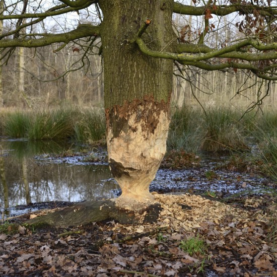 Feeding traces... Beaver (Castor fiber), tree (oak) gnawed by the beaver, typical hourglass shape, the beaver is spreading widely in Germany, wildlife, North Rhine-Westphalia, nature in Germany, Rhineland, Cologne Bay, Cologne administrative district