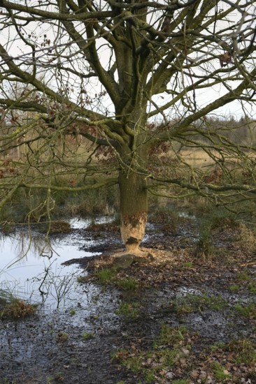 Gnawed oak... Beaver (Castor fiber), gnawing marks, gnawing marks of a beaver on an oak, tree gnawed by a beaver, typical hourglass shape, tree felling of a beaver, Rhineland, Cologne Bay, Regier, North Rhine-Westphalia, Nature in Germany