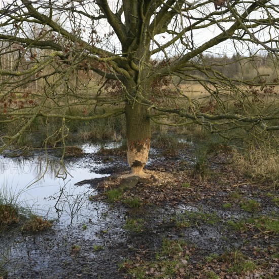 Unrecognisable feeding marks... Beaver (Castor fibre), tree (oak) gnawed by the beaver, typical hourglass, egg-timer shape, the beaver is spreading widely in Germany, wildlife, North Rhine-Westphalia, Germany, Europe, North Rhine-Westphalia, nature in Germany