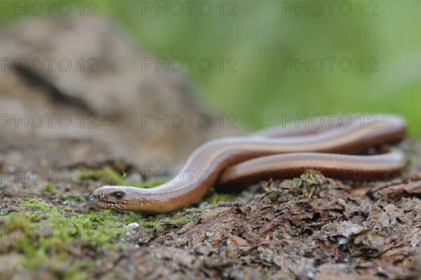 Darting... Slow worm (Anguis fragilis), not a snake, belongs to the lizards, native, common, well-known lizard, reptile, Slow Worm (Anguis fragilis) darting its tongue in and out, wildlife, Europe, North Rhine-Westphalia, Germany, Western Europe
