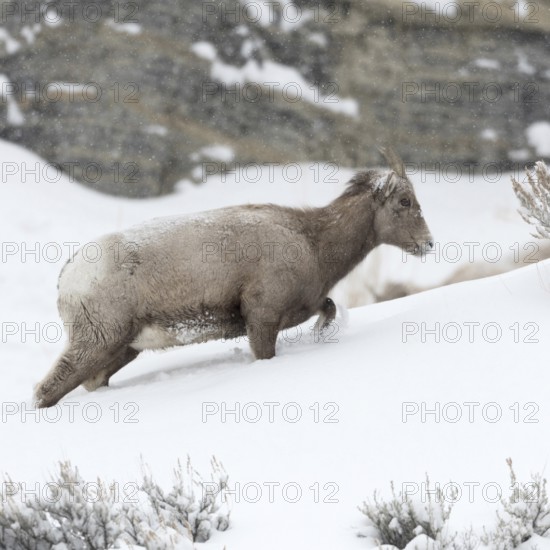 Mountain habitat... Bighorn sheep (Ovis canadensis) in winter during snowfall, struggles up a mountain through high snow, lives through hard times, but is well adapted, wild sheep, female animal, North America, Yellowstone NP, Wyoming, North America, United States of America, USA