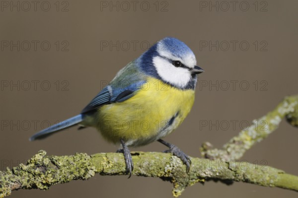 A lively guest at almost every winter feeder ... Blue tit (Cyanistes caeruleus), well-known, small native songbird, common in parks and gardens, Lower Rhine, Rhine district of Neuss, North Rhine-Westphalia, Germany, Western Europe