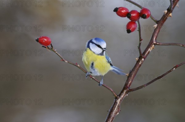 Blue tit (Cyanistes caeruleus), sitting on a dog rose branch between red rose hips, well-known and common small songbird, native wildlife, wildlife, Europe, Rhineland, North Rhine-Westphalia, Germany