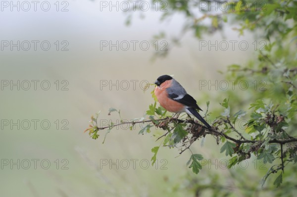 Rose-red... Bullfinch, also called bullfinch because of its chimney-red breast (Pyrrhula pyrrhula) on its perch at the edge of the bushes, North Rhine-Westphalia, Germany, native, common, known