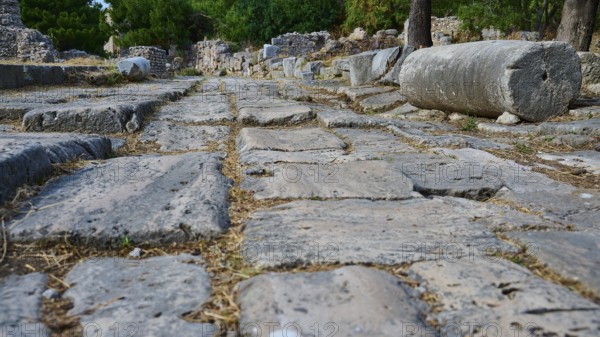 Ancient paved path with column remains and trees in a ruined environment, Archaeological Site, Western Excavation, Kos Town, Kos, Dodecanese, Greek Islands, Greece