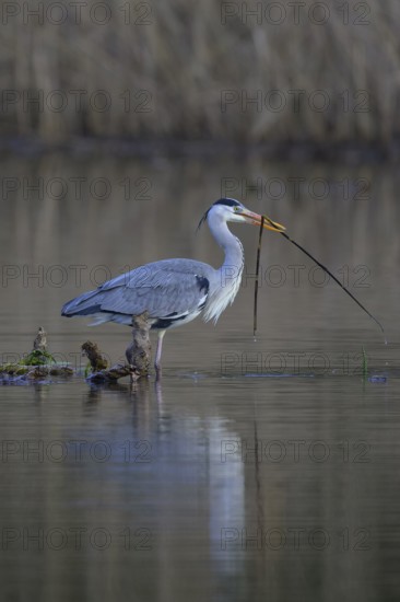 Grey heron (Ardea cinerea), standing on a floating root of a water lily with a branch in its beak, Neckar valley, Baden-Württemberg, Germany
