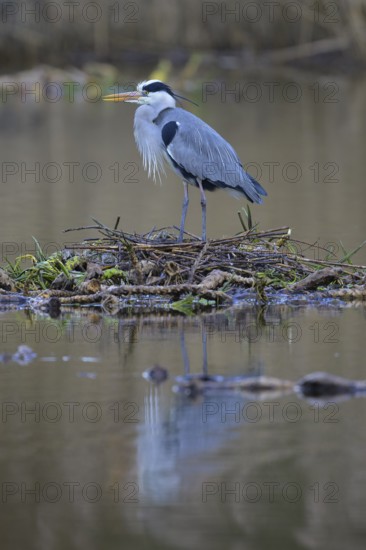 Grey heron (Ardea cinerea), male building a nest on the floating roots of the water lily, Neckar valley, Baden-Württemberg, Germany