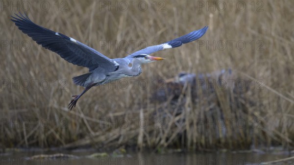 Grey heron (Ardea cinerea), in flight, heron breeding in the reeds behind, Neckar valley, Baden-Württemberg, Germany