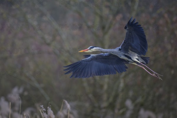 Grey heron (Ardea cinerea), in flight, Neckar valley, Baden-Württemberg, Germany