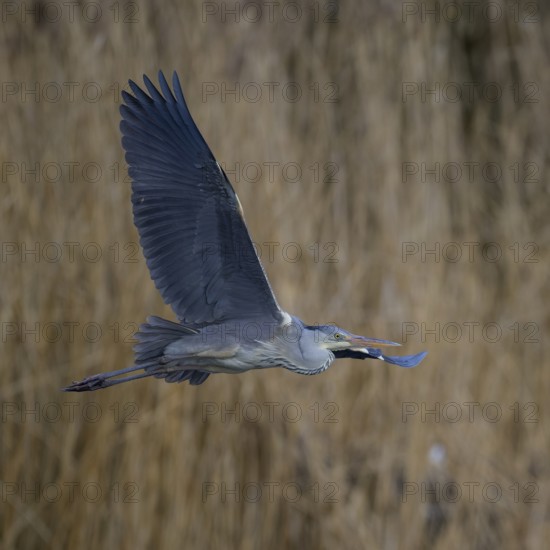 Grey heron (Ardea cinerea), in flight in front of reeds, evening light, Neckar valley, Baden-Württemberg, Germany