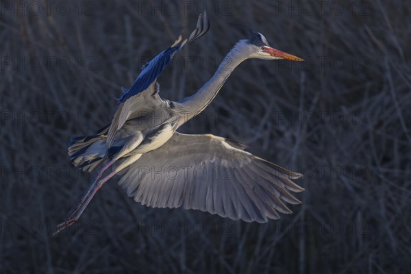 Grey heron (Ardea cinerea), in flight, evening light, grazing light, Neckar valley, Baden-Württemberg, Germany