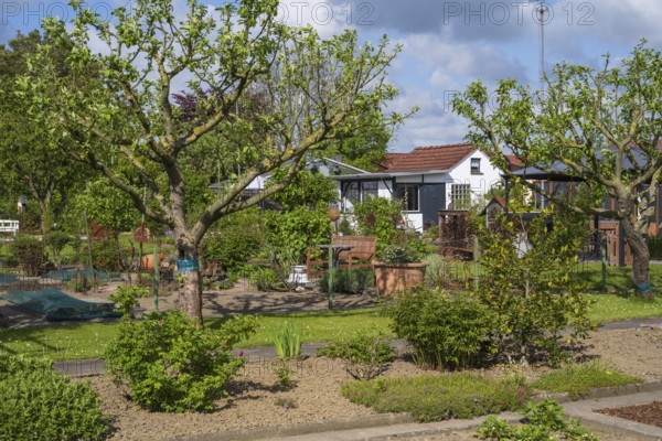 Garden house and fruit trees in allotment garden, allotment garden, garden, spring, Kamen, Ruhr area, North Rhine-Westphalia, Germany