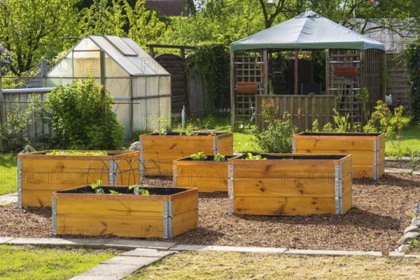 Raised beds in the garden, greenhouse, wooden boxes, allotment garden, spring, Kamen, North Rhine-Westphalia, Germany