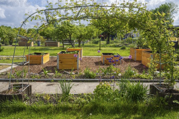Raised beds in the allotment garden, allotment garden, spring, garden, Kamen, North Rhine-Westphalia, Germany