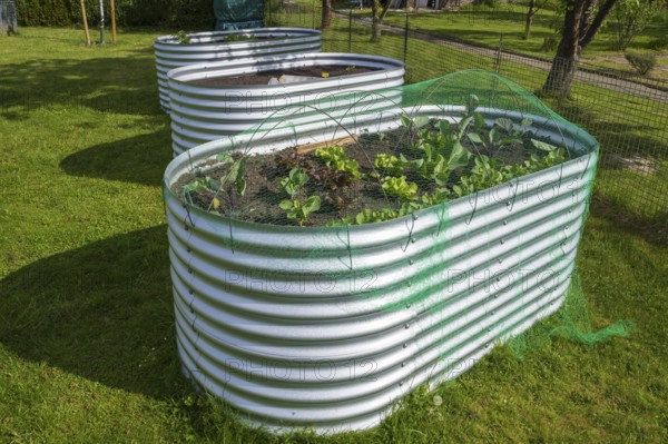 Raised beds with plants in the garden, spring, North Rhine-Westphalia, Germany