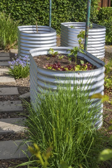 Raised beds with plants in the garden, spring, North Rhine-Westphalia, Germany