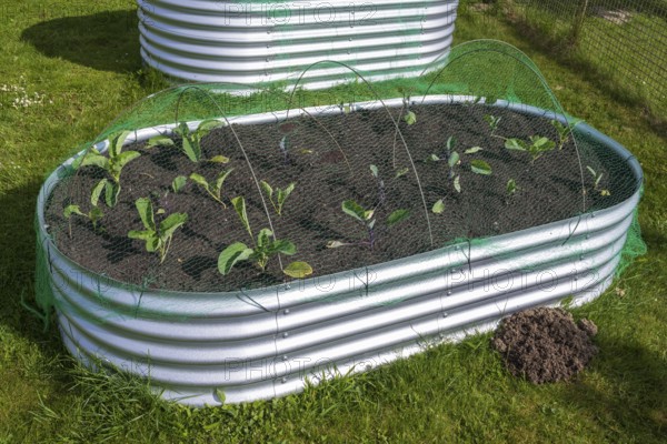 Raised bed with plants in the garden, spring, North Rhine-Westphalia, Germany