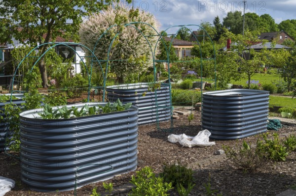 Raised beds with plants in an allotment garden, allotment garden, spring, North Rhine-Westphalia, Germany