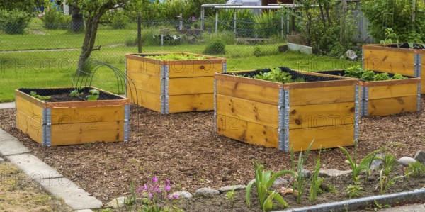 Raised beds in the garden with plants, wooden boxes, allotment garden, spring, North Rhine-Westphalia, Germany