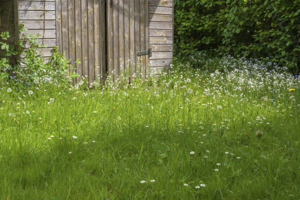 Flowering meadow in front of a garden shed, North Rhine-Westphalia, Germany