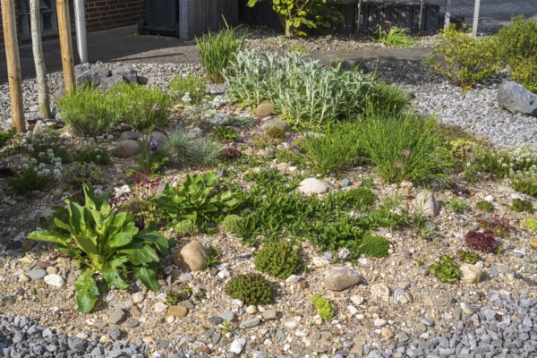 Front garden, allotment garden, gravel garden, spring, North Rhine-Westphalia, Germany