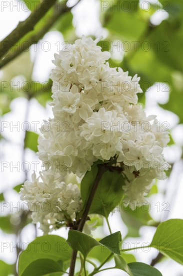 Blooming white lilac (Syringa vulgaris), North Rhine-Westphalia, Germany