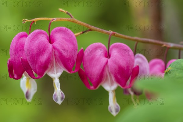 Watering heart (Lamprocapnos spectabilis), flowers, North Rhine-Westphalia, Germany