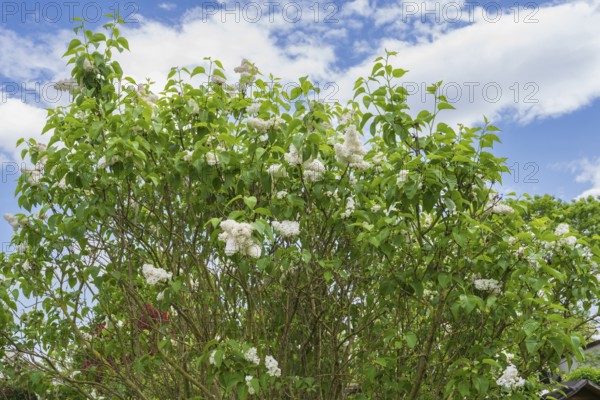 Flowering white lilac (Syringa vulgaris), shrub, North Rhine-Westphalia, Germany