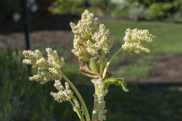 Rhubarb blossom (Rheum rhabarbarum) North Rhine-Westphalia, Germany