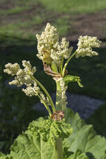 Rhubarb blossom (Rheum rhabarbarum) North Rhine-Westphalia, Germany