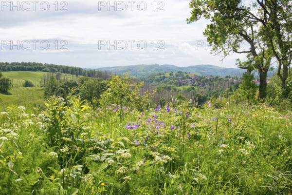 View from north-east to Sankt Andreasberg (St. Andreasberg) and the nature reserve Bergwiesen bei Sankt Andreasberg, FFH area, rolling hills and mountains with forest and grassland, wide view, in the foreground wood cranesbill (Geranium sylvaticum), bear's bane (Meum athamanticum), Snake knotweed (Bistorta officinalis) and buttercup (Ranunculus acris agg), on the right a European ash, common ash (Fraxinus excelsior), Harz nature park Park, low mountain range, Upper Harz, Harz Mountains, Lower Saxony, Germany
