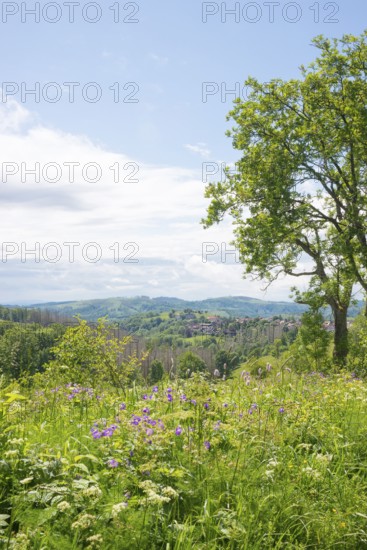 View from north-east to Sankt Andreasberg (St. Andreasberg) and the nature reserve Bergwiesen bei Sankt Andreasberg, FFH area, rolling hills and mountains with forest and grassland, wide view, in the foreground wood cranesbill (Geranium sylvaticum), bear's bane (Meum athamanticum), Snake knotweed (Bistorta officinalis) and buttercup (Ranunculus acris agg), on the right a European ash, common ash (Fraxinus excelsior), Harz nature park Park, low mountain range, Upper Harz, Harz Mountains, Lower Saxony, Germany