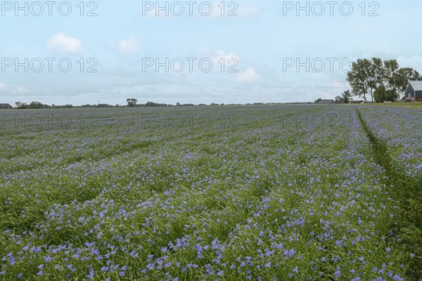 Flax field, blue flax, seed flax, common flax, flax (Linum usitatissimum), Province of Groningen, Netherlands