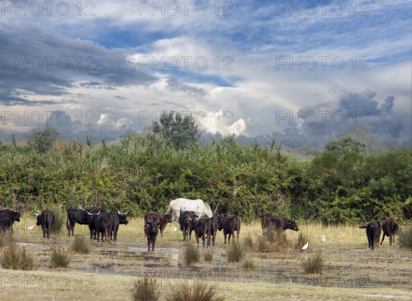 Horses and pointers in the Carmargue in the south of France
