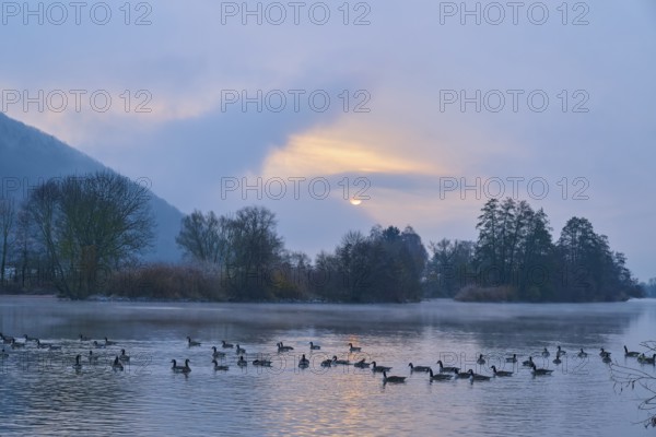 Canada geese (Branta canadensis) swimming on a river at sunrise, surrounded by misty trees, Laudenbach, Main, Spessart, Odenwald, Bavaria Germany