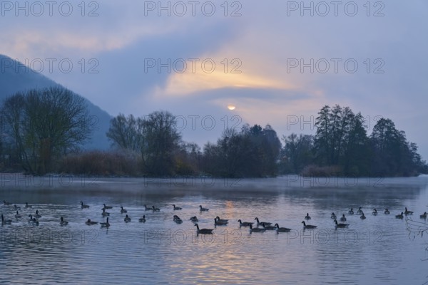 Peaceful sunrise over a misty river with Canada geese (Branta canadensis), in the water, Laudenbach, Main, Spessart, Odenwald, Bavaria Germany
