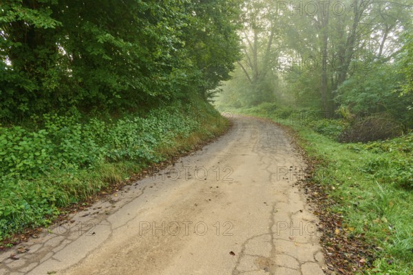 A path through a misty, green forest, Mönchberg, Miltenberg, Spessart, Bavaria, Germany