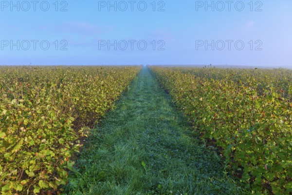A long path through a field of currants in a misty morning sky, Mönchberg, Miltenberg, Spessart, Bavaria, Germany