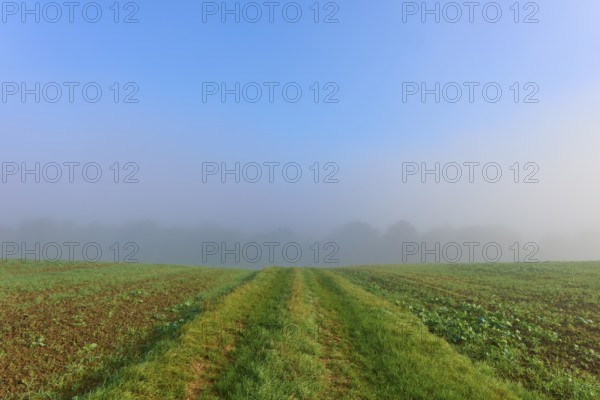 Fields under a clear sky with fog in the background, Mönchberg, Miltenberg, Spessart, Bavaria, Germany