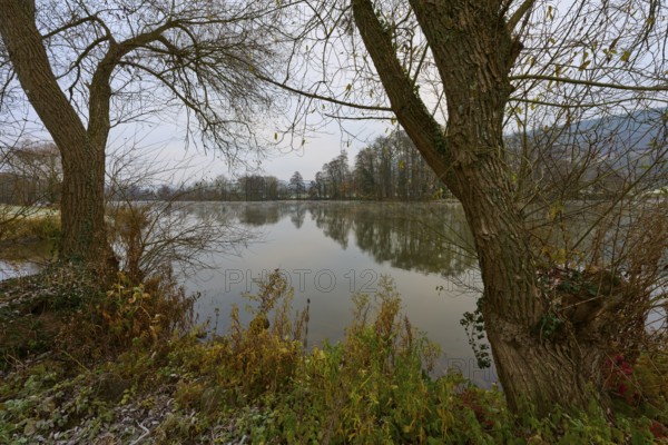 River bank lined with plants, trees by the water, peaceful atmosphere, Laudenbach, Main, Spessart, Odenwald, Bavaria Germany
