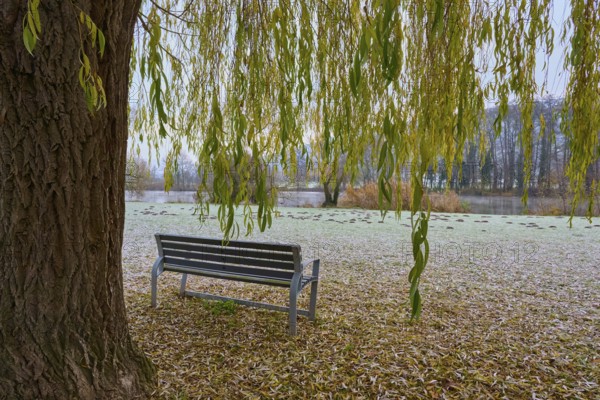 Frosty morning with a wooden bench under a tree next to a river, Laudenbach, Main, Spessart, Odenwald, Bavaria Germany