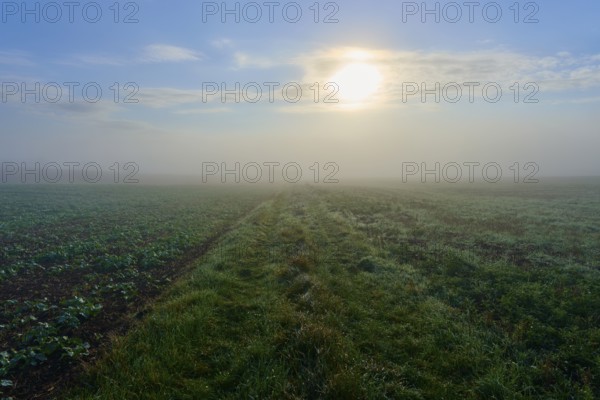 Sunny morning on foggy, green meadow and field, Mönchberg, Miltenberg, Spessart, Bavaria, Germany