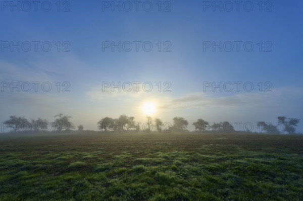 Foggy sunrise over a green meadow, trees silhouetted in the morning light, Mönchberg, Miltenberg, Spessart, Bavaria, Germany