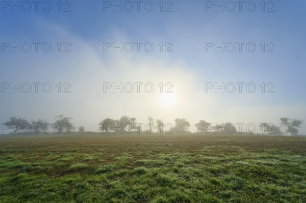 Foggy morning with light sunlight, meadow with trees in the haze, Mönchberg, Miltenberg, Spessart, Bavaria, Germany
