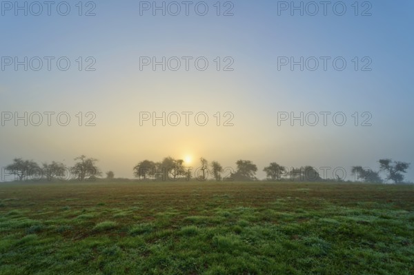 Foggy sunrise over a meadow, trees in the background, calm morning atmosphere, Mönchberg, Miltenberg, Spessart, Bavaria, Germany