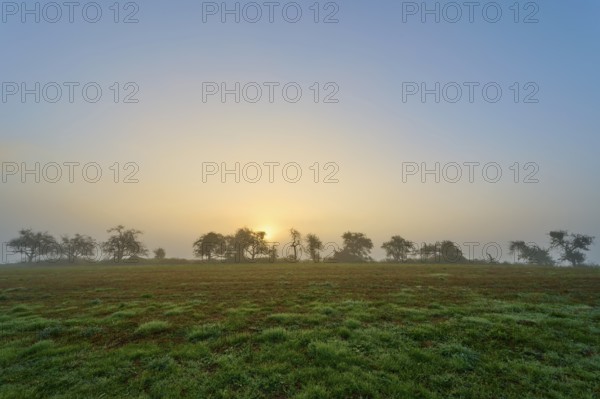 Trees in the morning haze with sunrise in the background, peaceful, Mönchberg, Miltenberg, Spessart, Bavaria, Germany