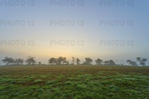 Row of trees in the fog at sunrise, quiet landscape, Mönchberg, Miltenberg, Spessart, Bavaria, Germany
